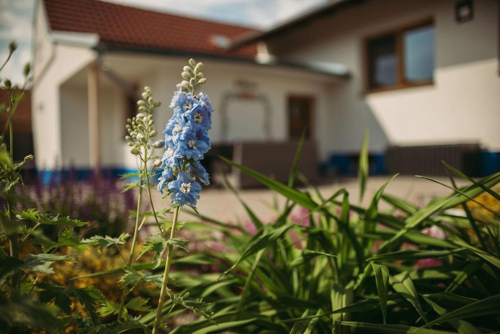 Apartman U Draba: Ubytovani Na Slovacku V Miloticich U Kyjova Milotice Εξωτερικό φωτογραφία